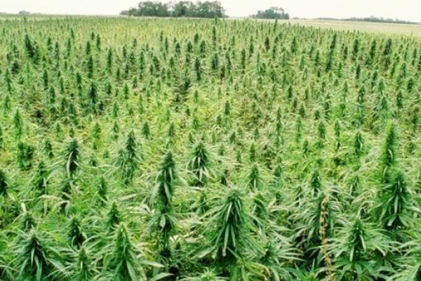 Hemp Field