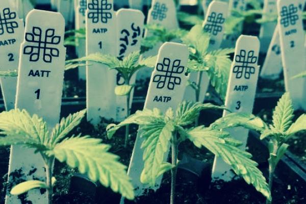 Cannabis starts with sexing kit markers